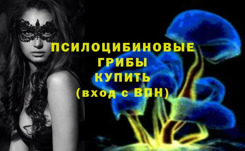 закладки  Черкесск  Псилоцибиновые грибы Psilocybine cubensis 