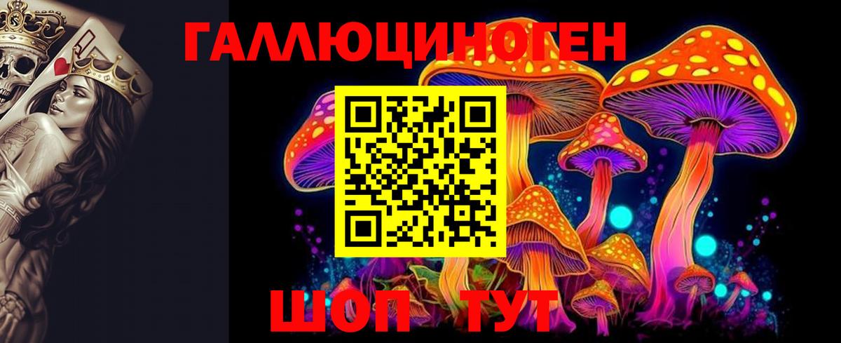Псилоцибиновые грибы Psilocybine cubensis  Черкесск 